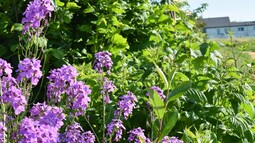 Lila Blumen und weitere Pflanzenarten wachsen dicht an dicht in einer Dynamischen Agroforst-Reihe