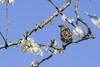Sperling sitzt auf Ast mit weißen Blüten