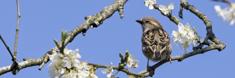 Sperling sitzt auf Ast mit weißen Blüten