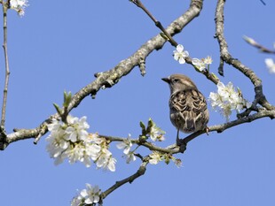 Sperling sitzt auf Ast mit weißen Blüten