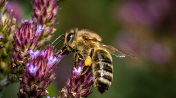 Biene sitzt auf Blume und hat Nektar an den Beinen