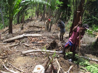 [Translate to English:] Pflanzaktion Madagaskar