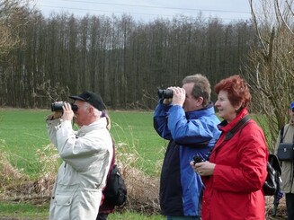 Beoachtung der Kiebitze