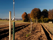 Baumreihe auf einem landwirtschaftliche betriebenem Acker