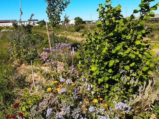 Dichte Bepflanzung mit Bäumen, Kräutern und Blumen im Dynamischen Agroforst