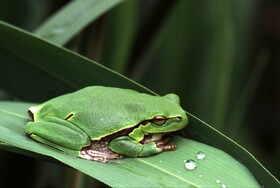 Laubfrosch