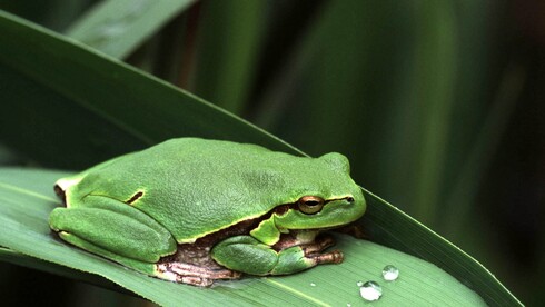 Laubfrosch