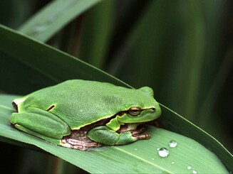Laubfrosch