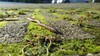 Regenwurm schlängelt sich über Waldboden