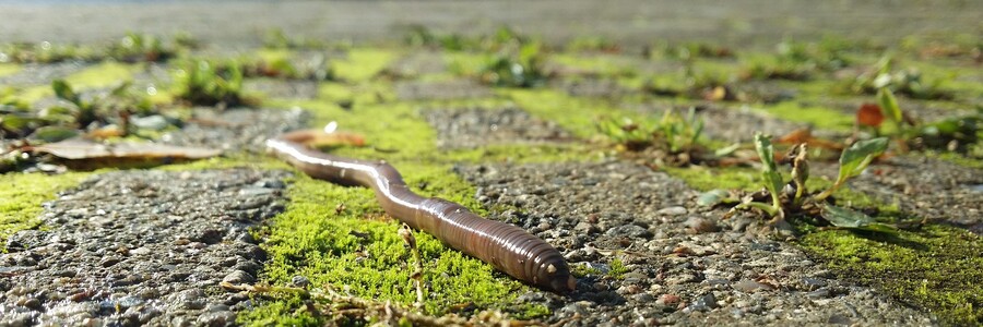 Regenwurm schlängelt sich über Waldboden