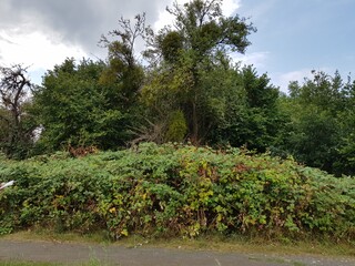 Verwilderte Streuobstwiese