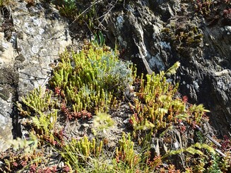 Mauerpfeffer und Fetthenne auf Schiefergestein im Mittelrheintal