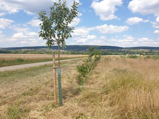 Dynamische Agroforst Baumreihe in der Landwirtschaft
