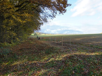 Waldsaum am Rande eines landwirtschaftlich genutzten Feldes