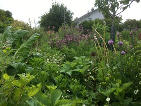 Dynamische Agroforstparzelle in Wiesbaden