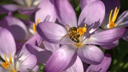 Biene sitzt auf lila Blüte