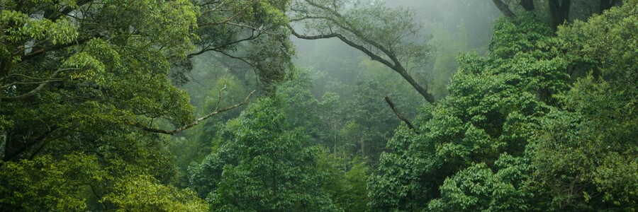 Blick in den Regenwald