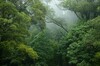 Blick in den Regenwald