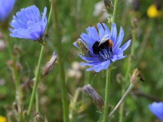 Steinhummel sitzt auf Blüten der Pflanzen Wegwarte und sammelt Nektar