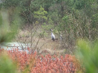 Grauer Kranich im Hamberger Moor