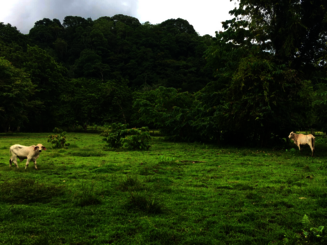 Rinder stehen auf Weide in Costa Rica, die sich an dicht bewachsenen Regenwald anschließt