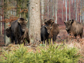 Wisentherde steht im Wald