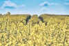 Gelb blühendes Rapsfeld