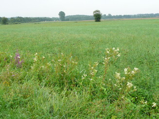 Feuchtwiese mit Blumen 