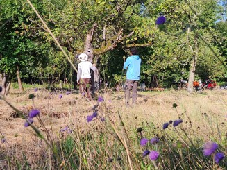 Bäume werden auf Totholz untersucht