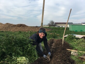 Grüner Spargel wird per Hand auf einem Acker gepflanzt