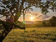 Streuobstbaum bei Sonnenaufgang