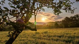 Streuobstbaum bei Sonnenaufgang