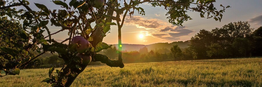 Streuobstbaum bei Sonnenaufgang