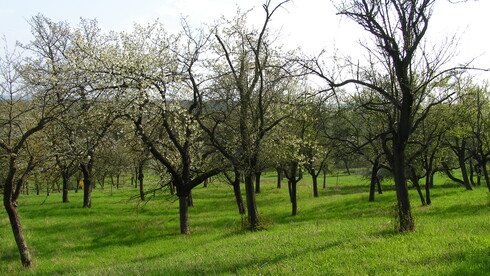 Streuobstbäume