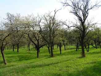Streuobstwiese