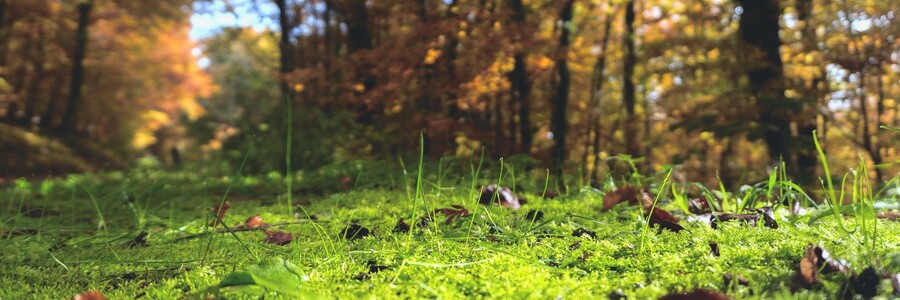 Waldboden bedeckt mit grünem Moos