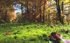 Waldboden bedeckt mit grünem Moos