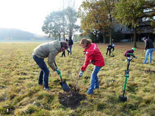 Baum wird gepflanzt