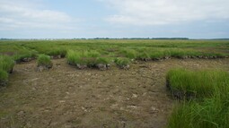Moorlandschaft des Küstenüberflutungsmoors auf der Insel Kirr