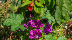 Blühende Pflanzen und reife Himbeeren auf einem nachhaltig bewirtschafteten Acker.