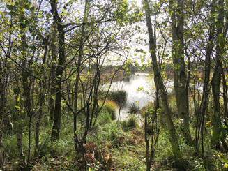 Blick in Moorlandschaft des Hamberger Moors in Niedersachsen