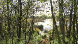 Blick in Moorlandschaft des Hamberger Moors in Niedersachsen