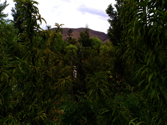 Dicht bewachsene Agroforstparzelle in Arani, Bolivien
