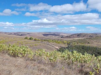Feuerresitente Akazienbäume angeordnet als Feuerschneise im Hochland von Madagaskar