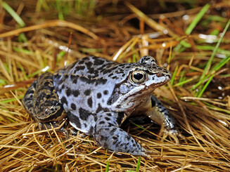 Blauer Moorfrosch mit schwarzen Tupfen sitzt auf Gras