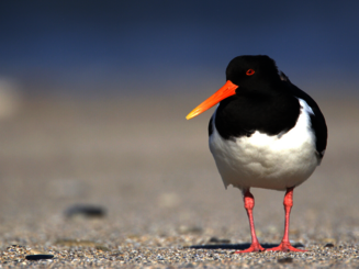 Der Wattvogel Austernfischer steht am Strand auf der Insel Kirr