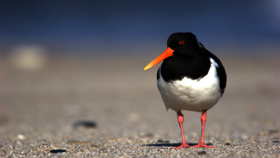 Austernfischer auf der Insel Kirr
