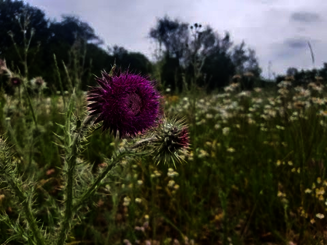 Blühende Wildblumenwiese mit Bienen, Schmetterlingen und weiteren Insekten