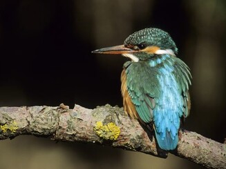 Eisvogel 