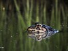 Ein Ochsenfrosch im Wasser
